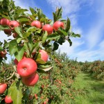 Curious About Curious Apple Cider – Chapel Down Winery