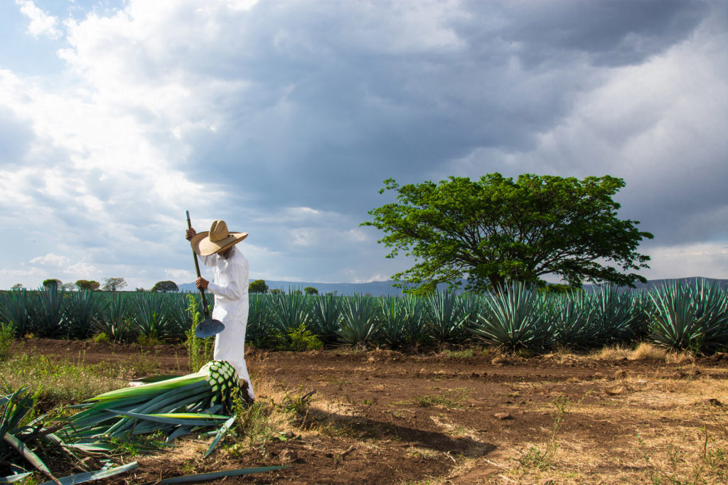 rp_farming-blue-agave-tequila-1.jpg